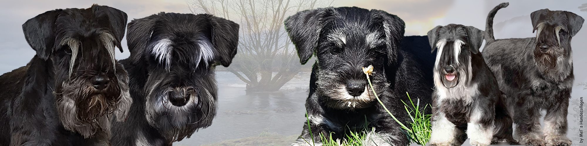 Zwergschnauzer schwarz silber