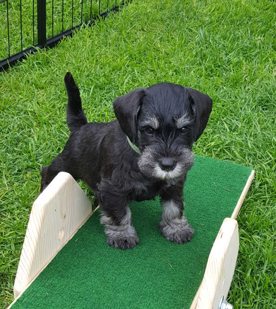 Welpen, Zwergschnauzer, Hessen