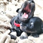 Zwergschnauzer Welpen Hessen