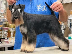 schwarz silber zwergschnauzer,ederbergland,hessenforst,fellpflege