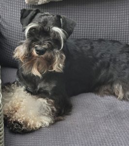 züchter zwergschnauzer schwarsilber, hessen barf, frankenberg,