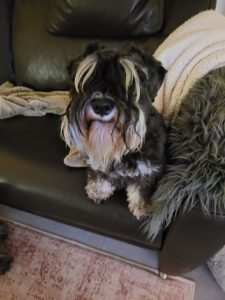 zwergschnauzer,eder,welpen,hessen,nordhessen,burgwald,