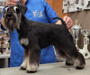 welpen ,zwergschnauzer schwarz silber ,hundezucht, barfen , frankenberg,