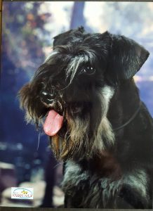 hessen schnauzer hunde,barfen,eder