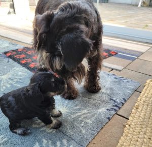 sauerland,eder,welpen,barfen,kassel,kellerwald