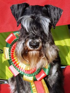 edersee,welpen sauerland,zwergschnauzer schwarz silber mitteldeutschland