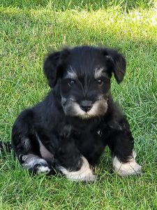 welpen,zwergschnauzer,hessen,sauerland,edersee