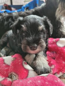 nordhessen,eder,zwergschnauzer,wald,sauerland,barf,trimmen,hundefrisör